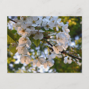 Carte Postale Fleur de cerisier sauvage