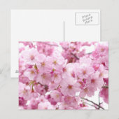 Carte Postale Fleur de cerisiers (Devant / Derrière)