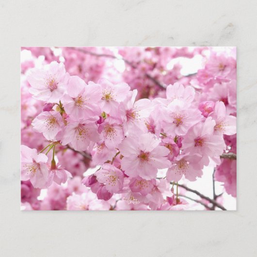 Carte Postale Fleur de cerisiers (Devant)