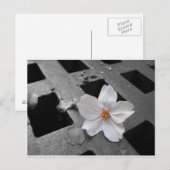 Carte Postale Fleur de cerisiers et acier (Devant / Derrière)