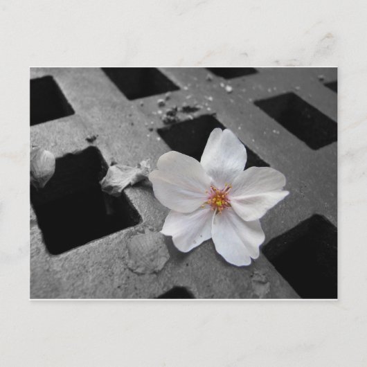 Carte Postale Fleur de cerisiers et acier (Devant)