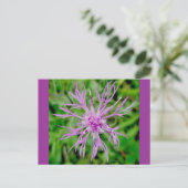 Carte postale Fleur de chardon (Debout devant)