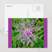 Carte postale Fleur de chardon (Devant / Derrière)