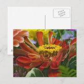 Carte Postale fleur de chrysanthème (Devant / Derrière)