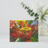Carte Postale fleur de chrysanthème (Debout devant)