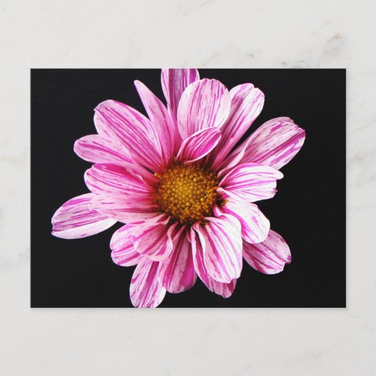 Carte Postale Fleur de chrysanthème pccnm (Devant)