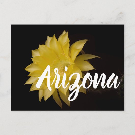 Carte Postale Fleur de citron à tarte, Arizona (Devant)