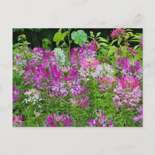 Carte Postale Fleur de Clé ou Araignée - Rose violet blanc (Devant)