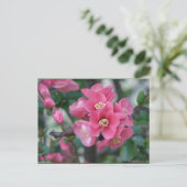 Carte Postale Fleur de Cognassier à fleurs roses de printemps (Debout devant)
