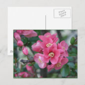 Carte Postale Fleur de Cognassier à fleurs roses de printemps (Devant / Derrière)
