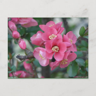 Carte Postale Fleur de Cognassier à fleurs roses de printemps