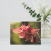 Carte Postale Fleur de Columbine rose intense (Debout devant)
