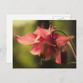 Carte Postale Fleur de Columbine rose intense (Devant / Derrière)
