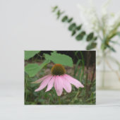 Carte Postale Fleur de cône (Debout devant)