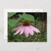 Carte Postale Fleur de cône (Devant / Derrière)