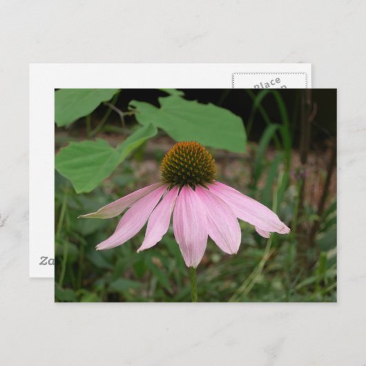 Carte Postale Fleur de cône (Devant / Derrière)