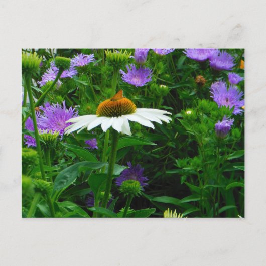Carte Postale Fleur de cône blanc, fleurs violettes et papillon  (Devant)