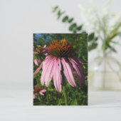 Carte Postale Fleur de cône Erect (Debout devant)