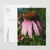 Carte Postale Fleur de cône Erect (Devant / Derrière)