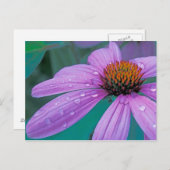 Carte Postale Fleur de cône pourpre avec gouttes d'eau (Devant / Derrière)