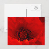 Carte Postale Fleur de coquelicot (Devant / Derrière)