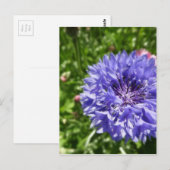 Carte Postale Fleur de corail bleu (Devant / Derrière)