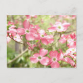 Carte Postale Fleur de Cornouiller Rose (Devant)