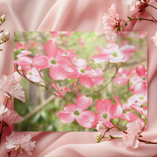 Carte Postale Fleur de Cornouiller Rose