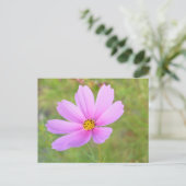 Carte Postale Fleur de Cosmos (Debout devant)