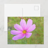 Carte Postale Fleur de Cosmos (Devant / Derrière)