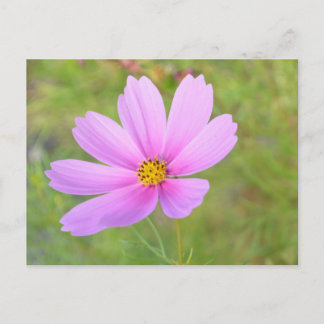 Carte Postale Fleur de Cosmos