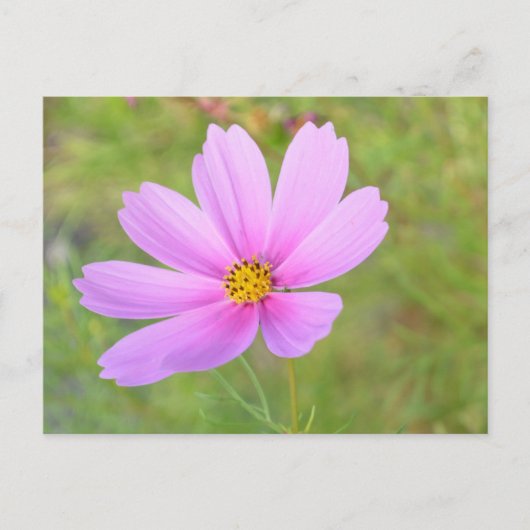 Carte Postale Fleur de Cosmos (Devant)