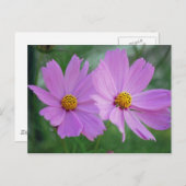 Carte Postale Fleur de cosmos (Devant / Derrière)