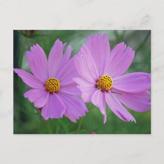 Carte Postale Fleur de cosmos (Devant)