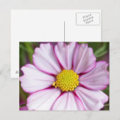 Carte Postale Fleur de Cosmos (bidens formosa) (Devant / Derrière)
