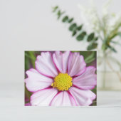 Carte Postale Fleur de Cosmos (bidens formosa) (Debout devant)