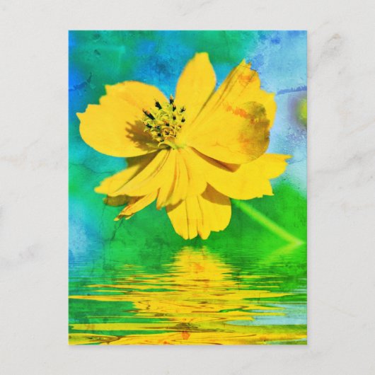 Carte Postale Fleur de cosmos orange au-dessus de l'eau (Devant)