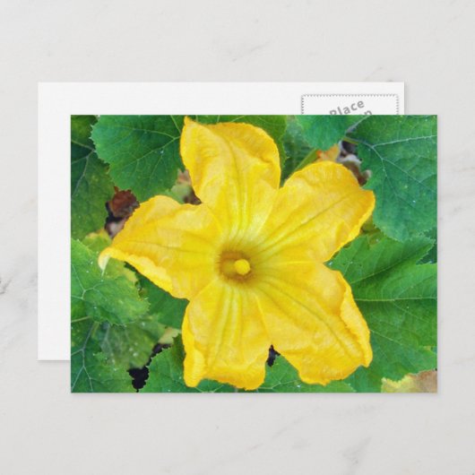 Carte Postale Fleur de courgettes (Devant / Derrière)
