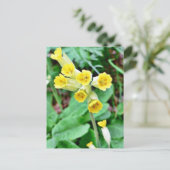 Carte Postale Fleur de cowslip (Debout devant)