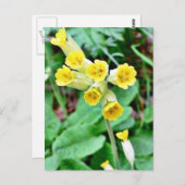 Carte Postale Fleur de cowslip (Devant / Derrière)