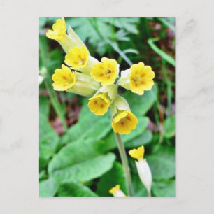 Carte Postale Fleur de cowslip