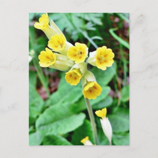 Carte Postale Fleur de cowslip (Devant)