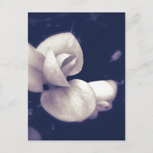 Carte Postale Fleur de crocus en noir et blanc