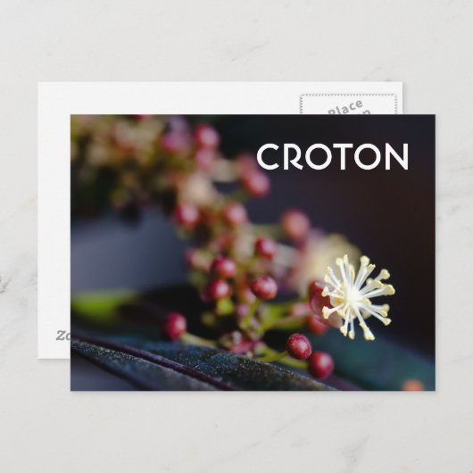 Carte Postale Fleur de Croton (Devant / Derrière)