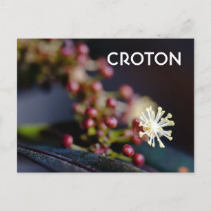 Carte Postale Fleur de Croton