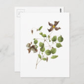 Carte Postale Fleur de cuir italien (Clematis) par Redouté (Devant / Derrière)