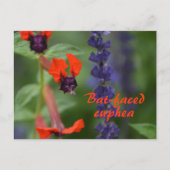 Carte Postale Fleur de cupée à facettes chauves Photographie Bot (Devant)