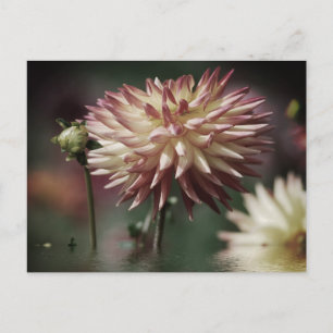 Carte Postale Fleur de dahlia au-dessus de l'eau