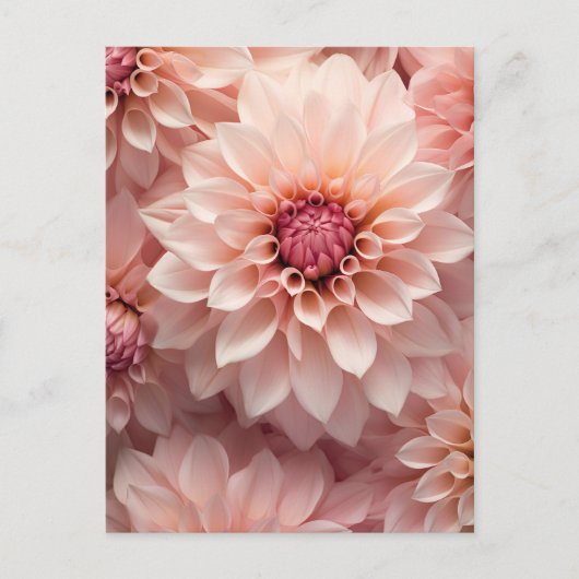 Carte Postale fleur de dahlia aux couleurs pastel douces  (Devant)