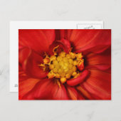 Carte Postale Fleur de Dahlia Orange (Devant / Derrière)
